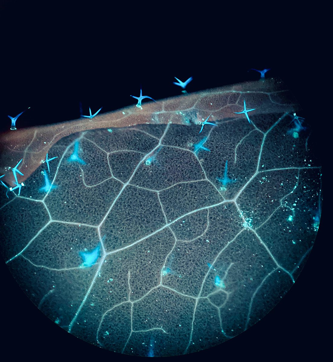Zoltan_Plantsci's tweet photo. #nature’s marvelous structures: During #visualization #callose deposition with aniline #blue #staining through fluorescence #Microscopy, @floriscientia and I have seen these cute #leaf #hairs “trichomes“ of #arabidopsis thaliana. @AT_Bioresources https://t.co/SRNFbM0hTI