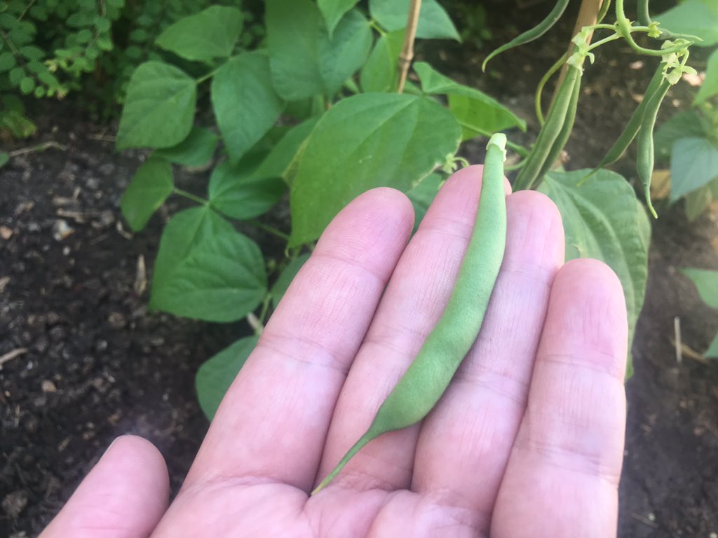 I grew this! I grew this French bean! I can't believe it - I thought I'd kill everything I planted, but instead - somehow - I seem to have grown some actual FOOD. I was so excited, I ate it raw: it was the best, most sweet, bean I have ever tasted. So goddamn proud.