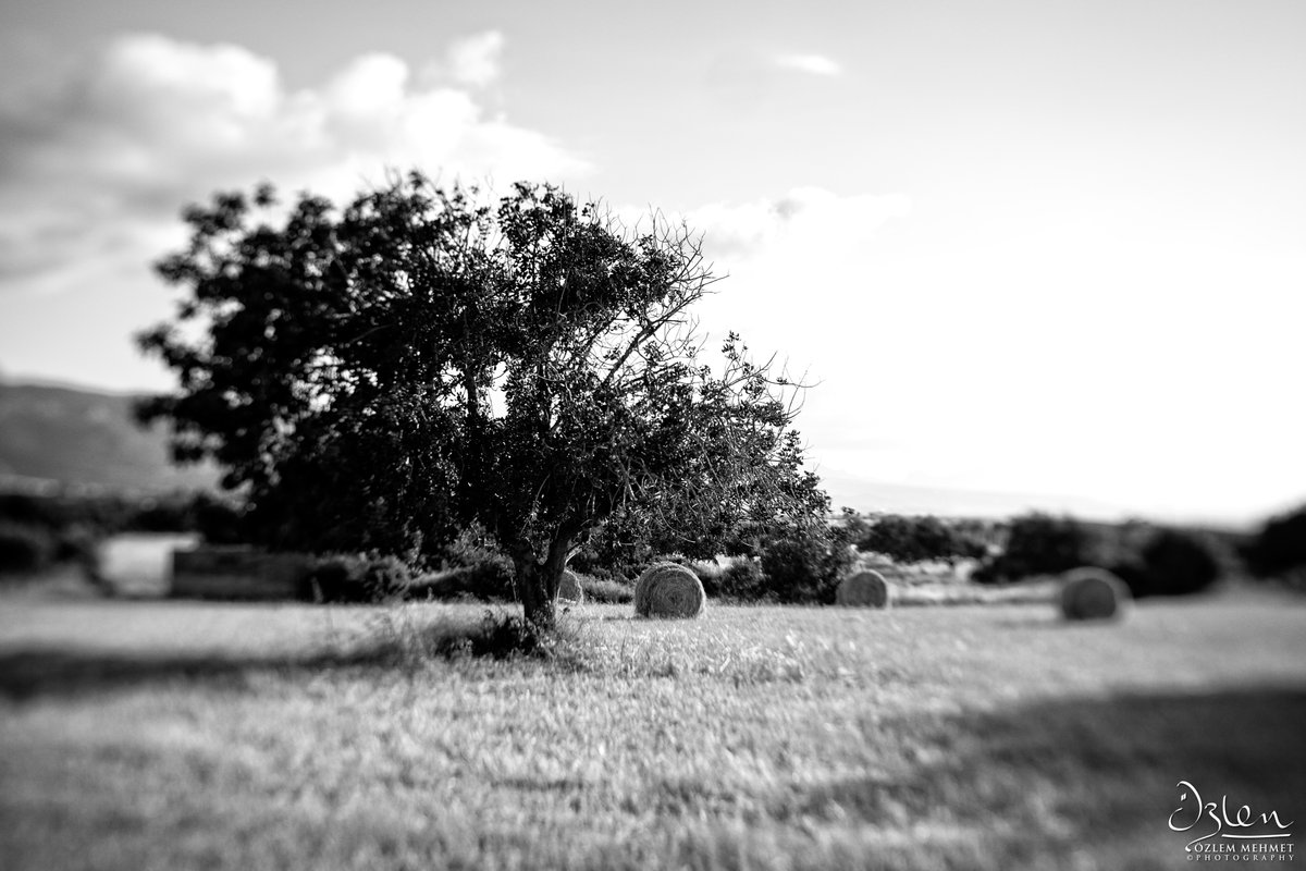 ozlem4ever's tweet photo. Haystacks #NewReality #IsolationLife #SocialDistancing #landscape #ThePhotoHour #blackandwhitephotography #blackandwhite #photography #Lensbaby #Trio28 #FujifilmFromHome #StayCreativeAtHome #fujifilm #XT1 #Kibris #Tatlisu #Cyprus #cyprusfromhome https://t.co/5jrp08Lray