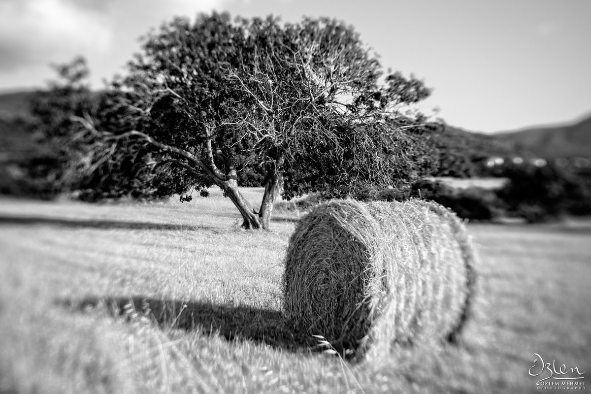 ozlem4ever's tweet photo. Haystacks #NewReality #IsolationLife #SocialDistancing #landscape #ThePhotoHour #blackandwhitephotography #blackandwhite #photography #Lensbaby #Trio28 #FujifilmFromHome #StayCreativeAtHome #fujifilm #XT1 #Kibris #Tatlisu #Cyprus #cyprusfromhome https://t.co/5jrp08Lray