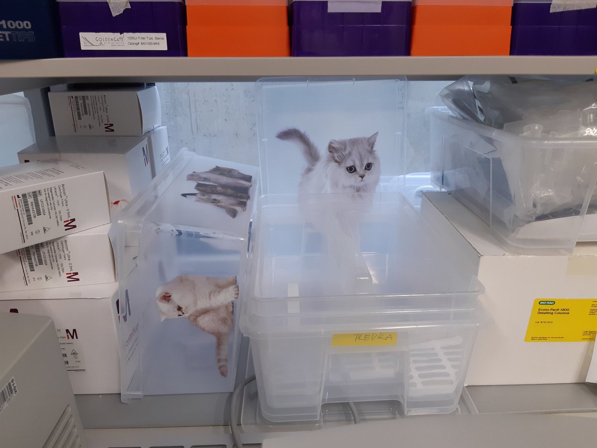 Mária Gondová tweet media