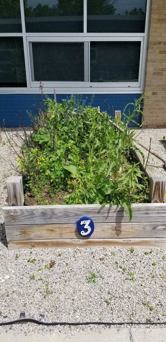 BHawkins3rd's tweet photo. Thanks Mrs. Stark for making our third grade planter in the habitat look awesome again. We wish we could have planted them ourselves! But Covid got in our way. https://t.co/B1abFfhmmP