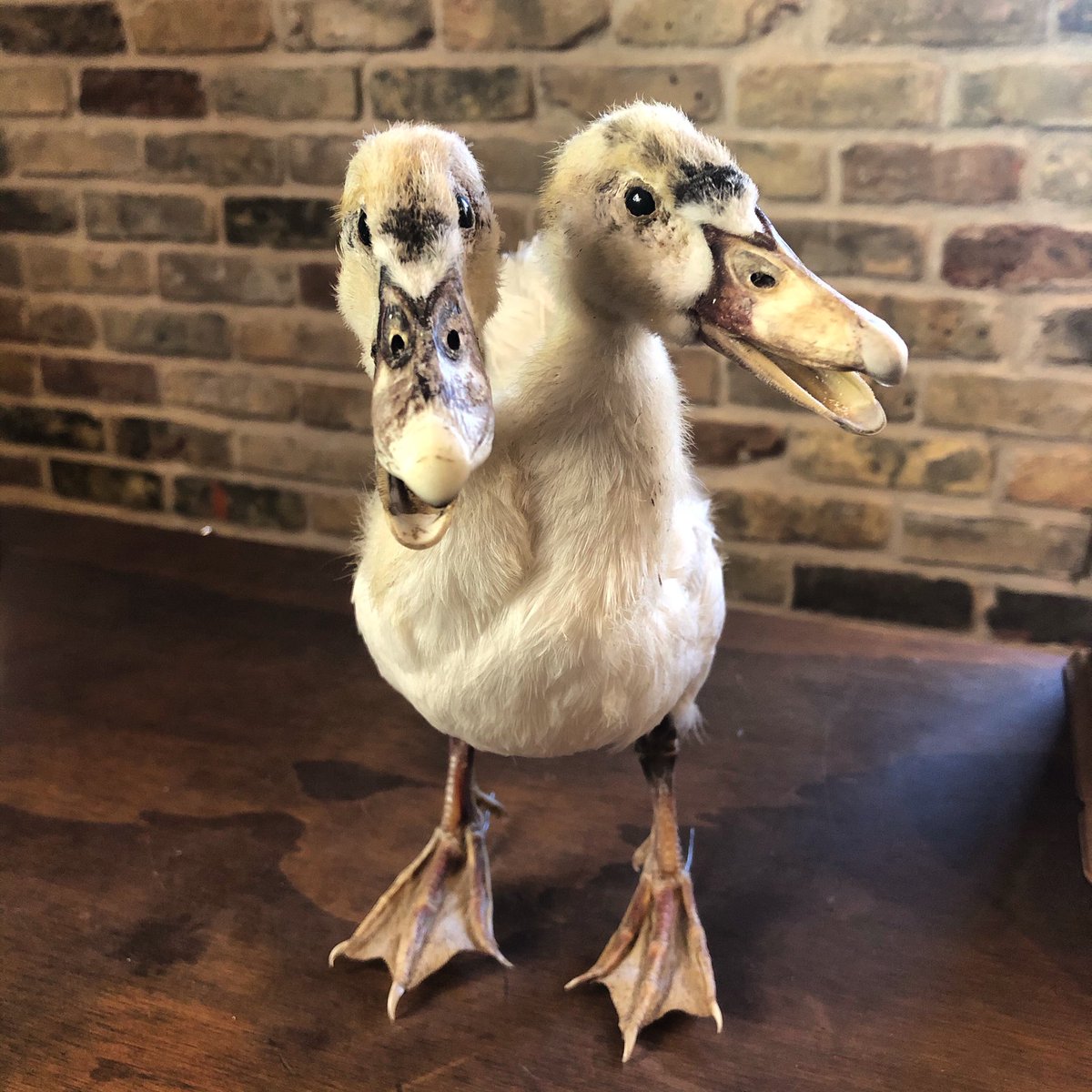BykowskiTailor's tweet photo. OUTDOOR SOCIALLY DISTANCED ESSENTIALS ESTATE SALE SAT+SUN. “The most hipster and Texas estate sale Iv’e ever been to.”
Wear your mask/purchase from us. Stay 6ft. apart. Be a kind human. Free @altstadtbrewery
#bykowskitailorandgarb #socialdistancing #estatesale #isawthesign https://t.co/XYQTOmereo