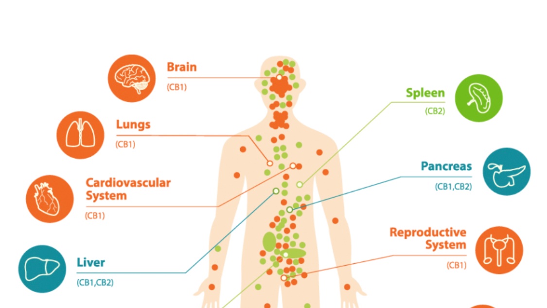 PlanetThree2's tweet photo. How does CBD work to bring balance and healing to your whole body? Read all about that and other #CBD101 facts here: https://t.co/zRylEBSTra
#PlanetThreeCBD #CBD #cbdoil #hempoil https://t.co/w5GTy8Uaku