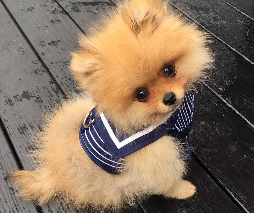 LuxPawsNYC's tweet photo. I have a thing about not messing with perfection. #pomeraniansarethecutest #pomeranian https://t.co/htdesHd1Ed
