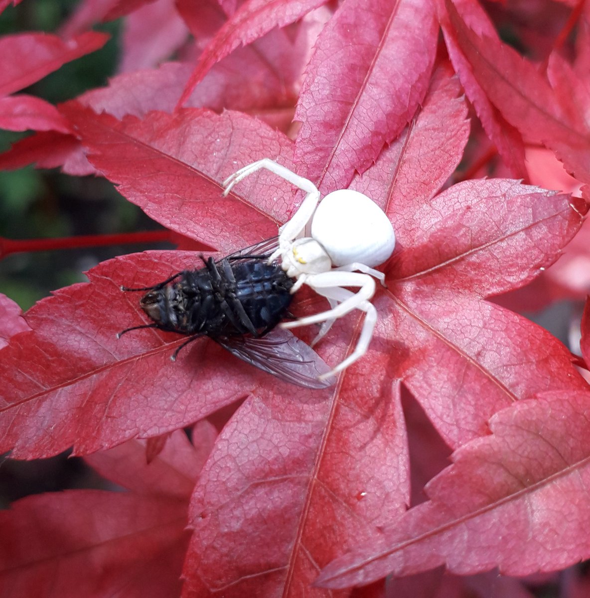 Ians_4D's tweet photo. @BBCSpringwatch Crab spider on my Maple Bonsai so far for one week https://t.co/sH6IJjGIC4