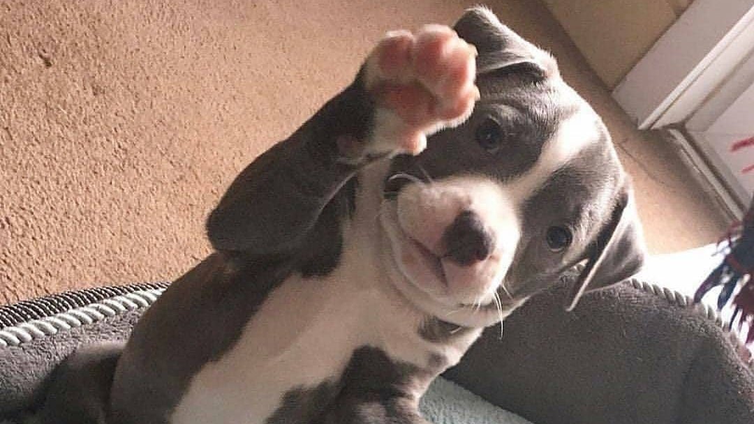 Say Hi to this Pawsome cutie.

#pitbull #dogsarelove #dogsduringlockdown #AdoptDontShop #dogsofinstagram #thursdayvibes 

IG | logan_storm_staffies