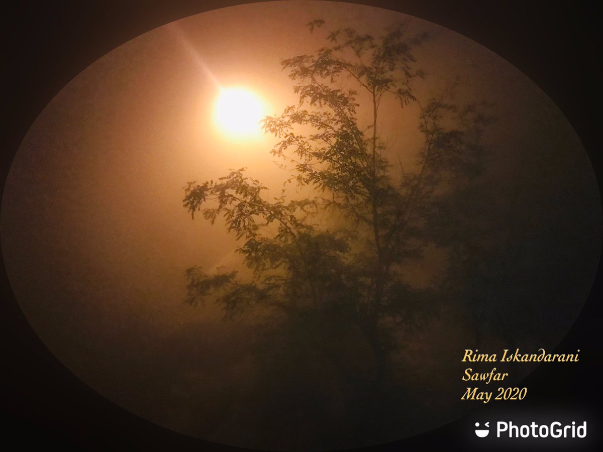 Hmmm...A little bit of fog never hurt anyone, at least not the fainthearted! #fog #nightlifephotography #nottwighlight #naturephotography #eeriebeautiful #lightandshadow #witchythings #hitchcock #notthesun #notthemoon #streetlight #breezy @sawfar_onthemove @mountlebanon #lebanon