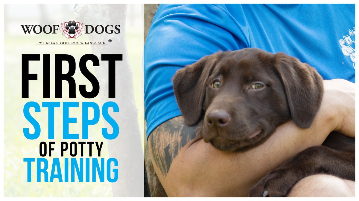 WooF_Dogs's tweet photo. In this video, we will teach you what needs to be done and the things to prepare to potty-train your dog. 

Be the one to know how to train your dogs with some simple commands and how to have your dog obeying you.

Let's train!

https://t.co/W8WDTarunv https://t.co/u8b5kdBlWw