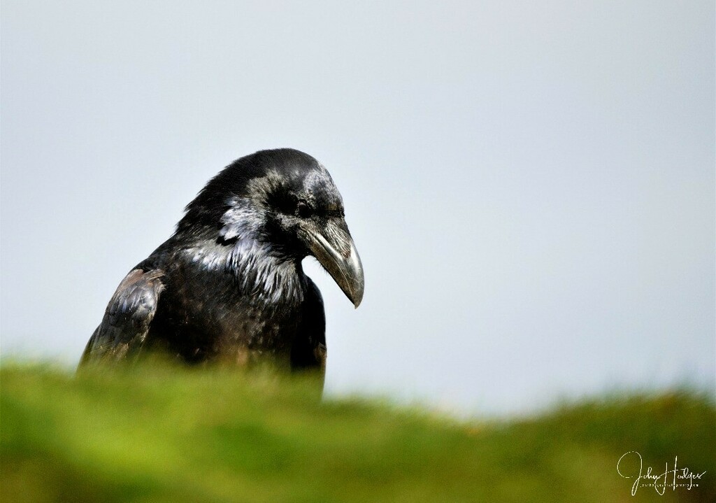JREHodges's tweet photo. Common Raven - Corvus corax
One of my favourite bird families, the Corvids 
#raven #wildlifephotography #BBCWildlifePOTD #bbcspringwatch #bbccountryfilemagpotd #wildlifefrommywindow #woodlandtrustuk #britishbirds #ukwildlifephotography #birds #birdsofins… https://t.co/dJJnBlWEii https://t.co/x26qel7lgc