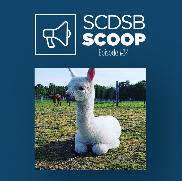 SCDSB_Schools's tweet image. 📢Attn SCDSB staff! This week&apos;s #SCDSBScoop is now live! In this week&apos;s episode, Kindergarten students from Admiral Collingwood ES experienced a virtual field trip to an alpaca farm! 🦙 @acfleet @tina_holroyd 

📽️Watch today&apos;s episode now:
bit.ly/3esIOh9