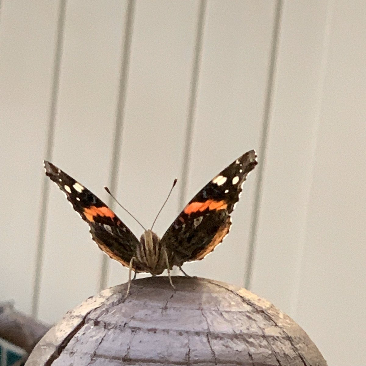 this is the black-swallowtail butterfly we had in the yard last year so i’ll keep this thread updated on its stages (p.s they like parsley)