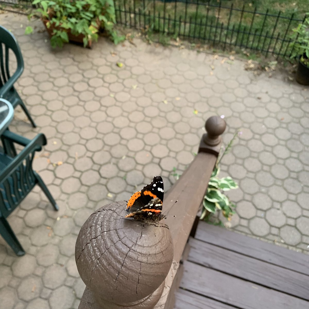 this is the black-swallowtail butterfly we had in the yard last year so i’ll keep this thread updated on its stages (p.s they like parsley)