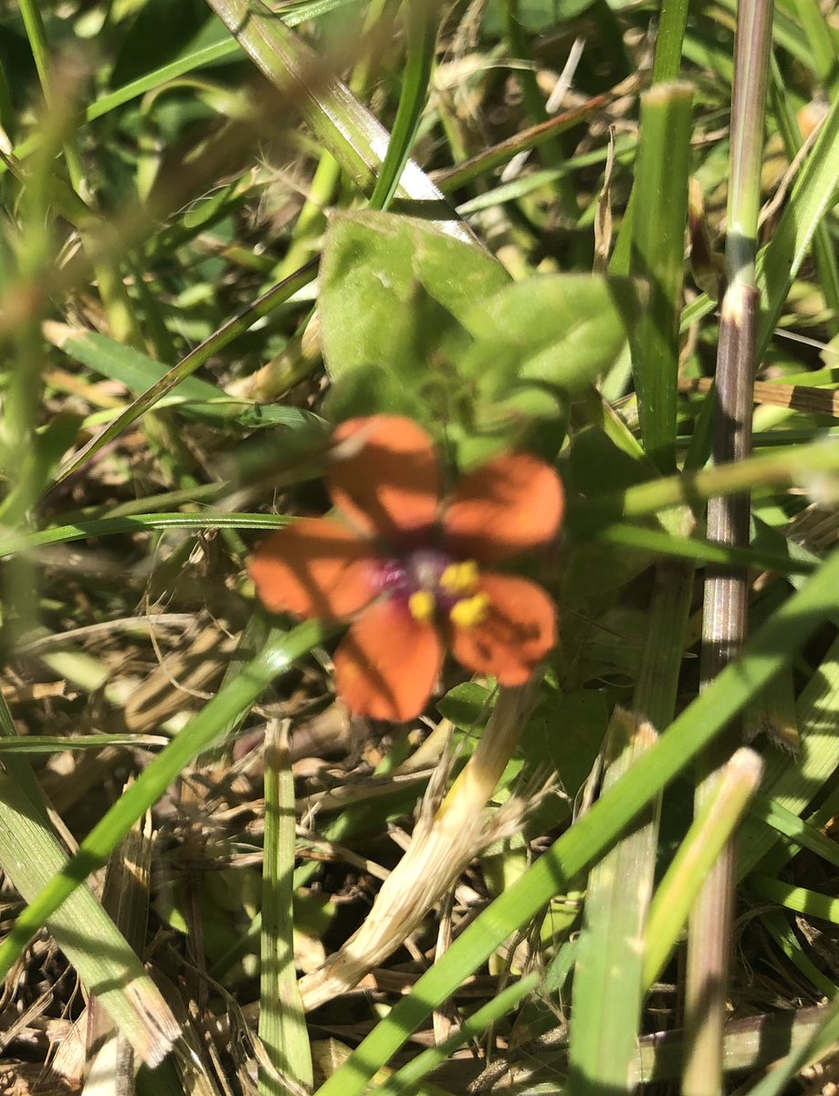 BackFarming's tweet image. #SpeciesADay @EastCorkBio