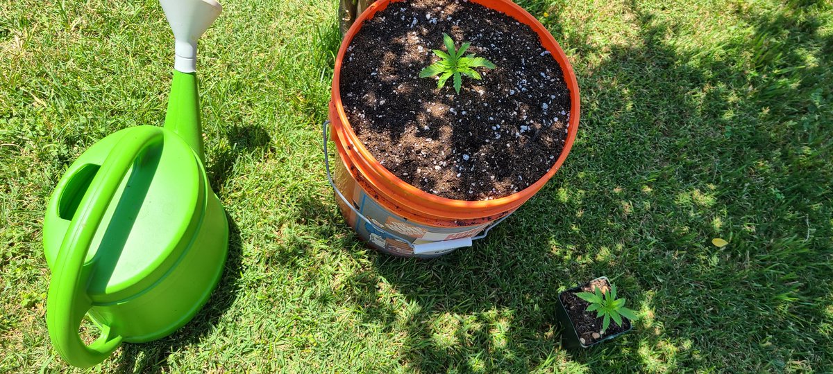 leafroe's tweet photo. #LeafGrow https://t.co/qULdhQ5Z73