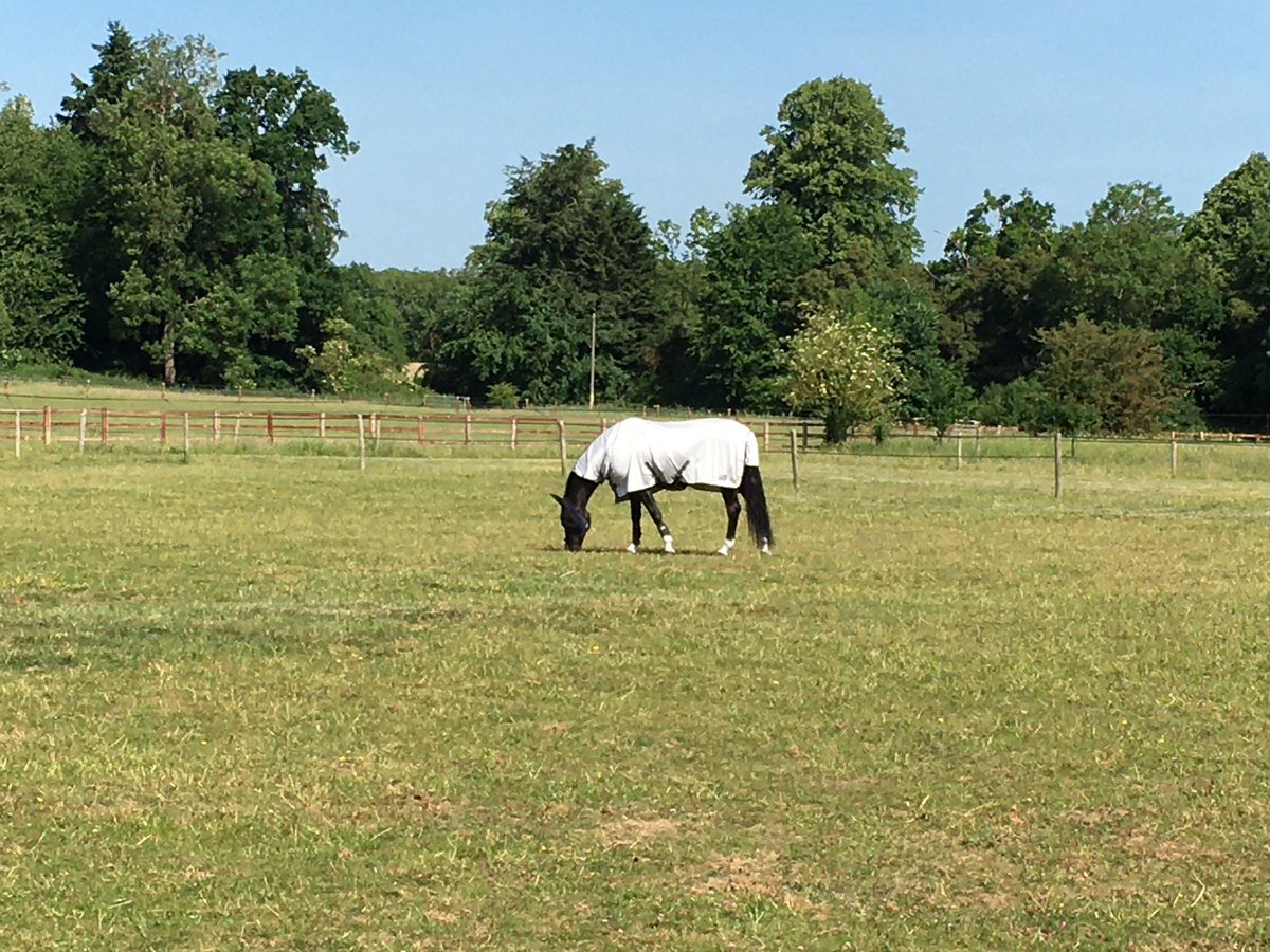 paulcrago's tweet photo. Show centres now open for arena hire,training shows starting next month,BS shows from 15th June! I can now take horses in for schooling,show preparation ready for this seasons start.very much looking forward to getting out competing again! For more info call/txr 07775710643 https://t.co/c065s67c3c