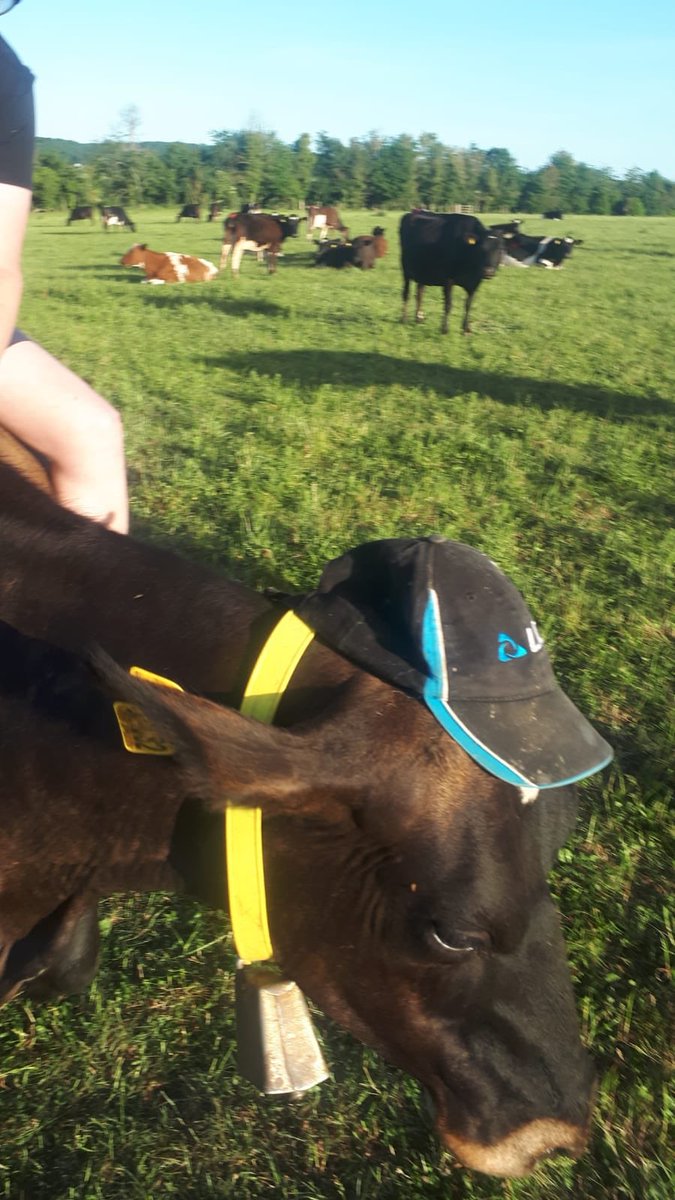 JoeGoodenough1's tweet photo. @LICnz new mascot? https://t.co/lx1ejHC2BK