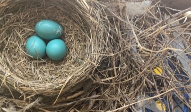 Kindercrew102's tweet photo. 🎶🎵Robin in the rain, what a pretty fellow"🎵🎶 ~Raffi
We can just imagine hearing your robins singing in the rain, L and N!💕
#sharing❤
#rainyday
#exploreplaylearn
#learningtogether
#continuationoflearning
#learnthroughplayandinquiry https://t.co/e1H7hicMMp