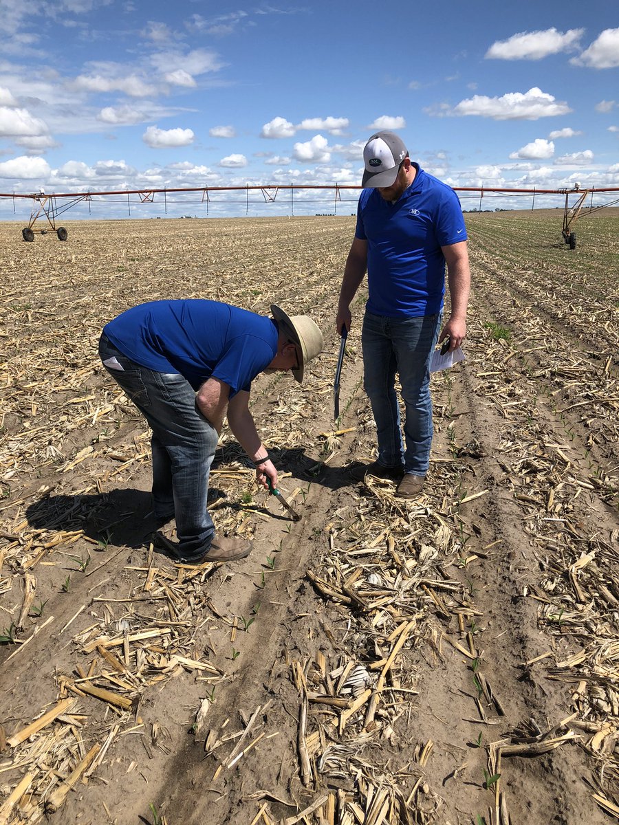 KringsJake's tweet photo. Checking Horizon 🌅 Trial Emergence in Ogallala, NE! Experimental and New Hybrids looking strong 💪🌽#GrowNK2020 https://t.co/WXgPIBztau