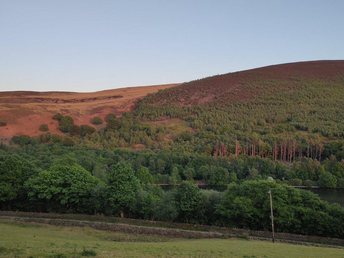 CM_Proc's tweet image. Sheep grazing to the left.
Regenerating moorland to the right.
I love seeing this formerly managed moorland turn to woodland with the simple help of a fence. The volume of bird song through here suggests they love it too! #keepthesheepout #whatadifferenceafencemakes