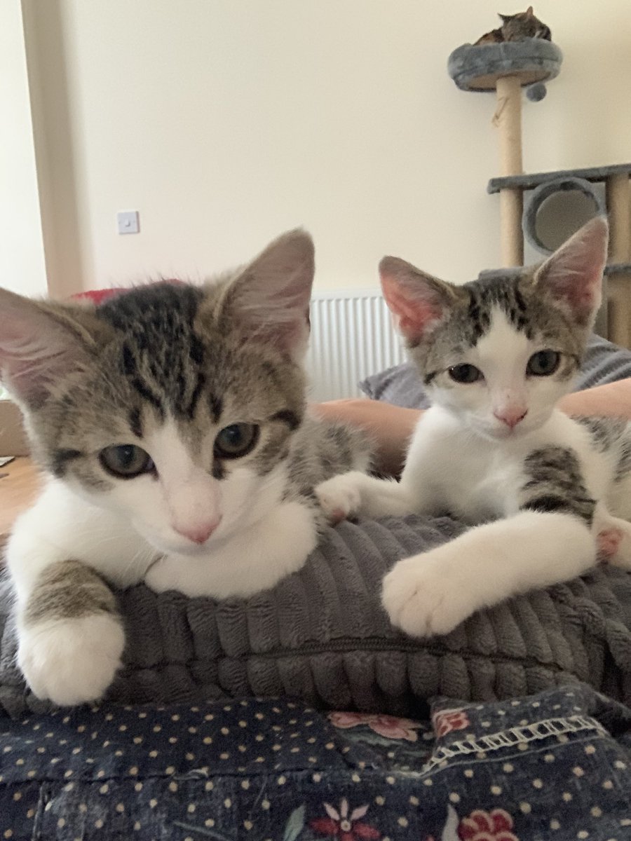 HeatonsCats's tweet image. When you and your bro are just chilling for the evening after a heavy day of eating and playing!! #kittycat #kittybros #brothers #chilledkitties #rescuecats #kittens