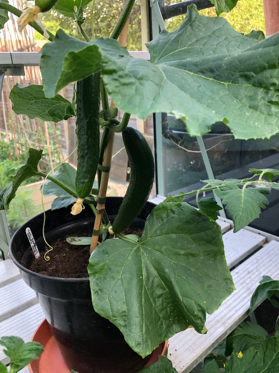 Greenhouse jungle