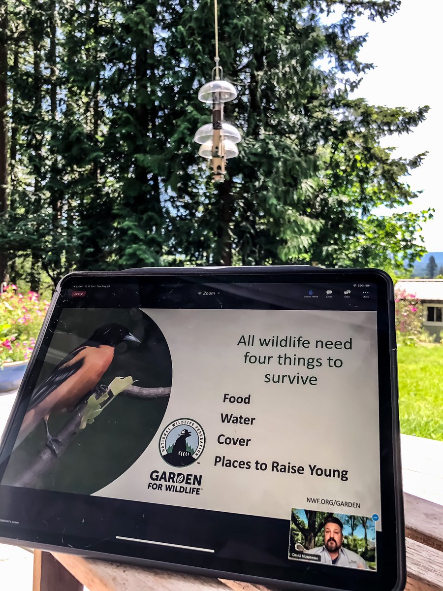 Great presentation on Gardening for Wildlife from <a href="/Dmizejewski/">Naturalist David Mizejewski</a> the head naturalist for <a href="/NWF/">National Wildlife Federation</a> , I got to enjoy it from my backyard! <a href="/wbugigharbor/">Wild Birds Unlimited</a> #savethesongbirds