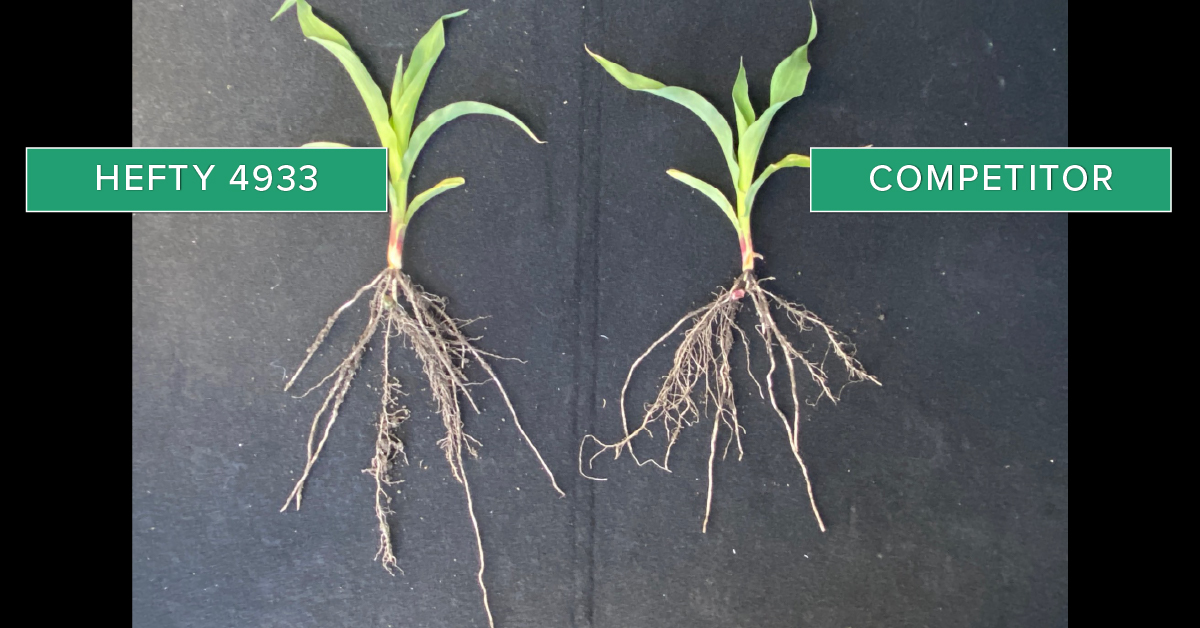 HeftySeed's tweet photo. Recent field checks tell us Hefty Corn looks great in MM! Hefty Hybrids 3712 and 4933 are reaching farther and stretching taller than the other guys! #heftyyields https://t.co/yEFodPO56T