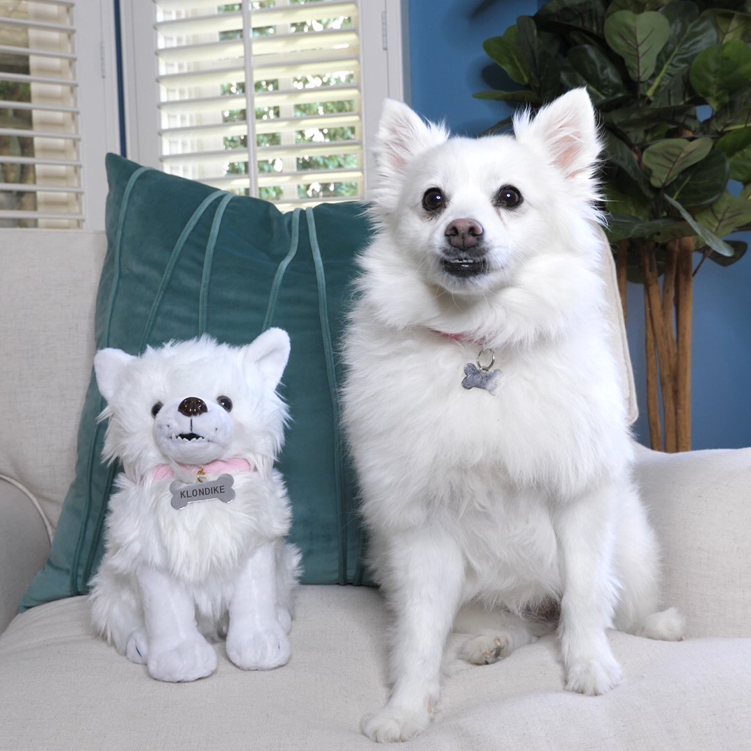 Introducing the Klondike plush! Complete with underbite and tear stains. Get her today! yiay.store