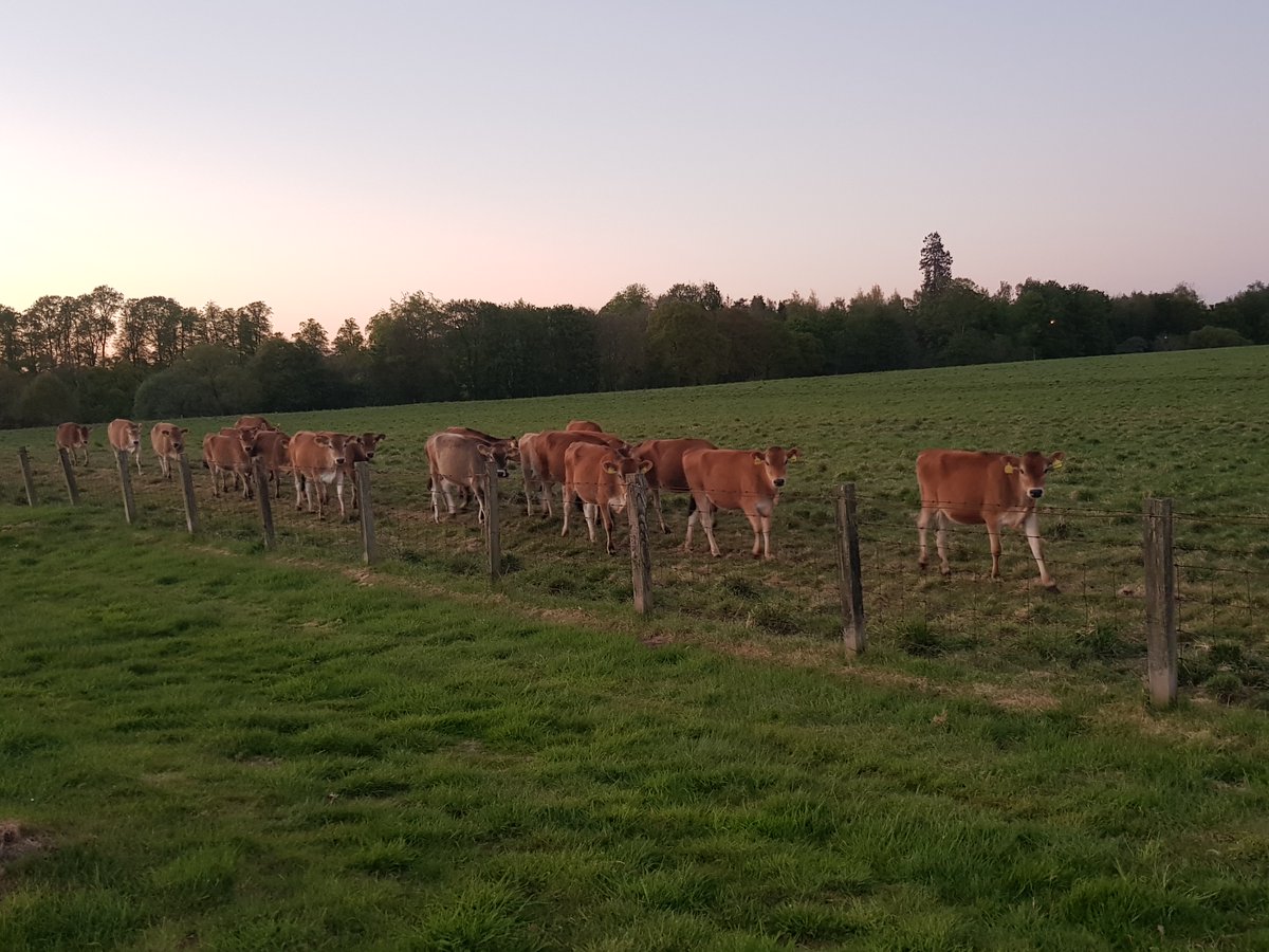 MostlyGhostly_'s tweet photo. A2 Close to the roadsides, glorious pastoral scenes: lush green fields home to goats, horses, sheep and cattle – a few characters among them! #LoveDandG #AWindowonScotland https://t.co/znotPtIejq