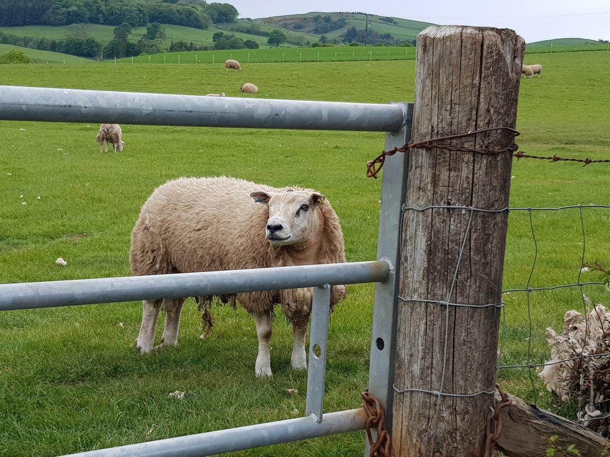 MostlyGhostly_'s tweet photo. A2 Close to the roadsides, glorious pastoral scenes: lush green fields home to goats, horses, sheep and cattle – a few characters among them! #LoveDandG #AWindowonScotland https://t.co/znotPtIejq