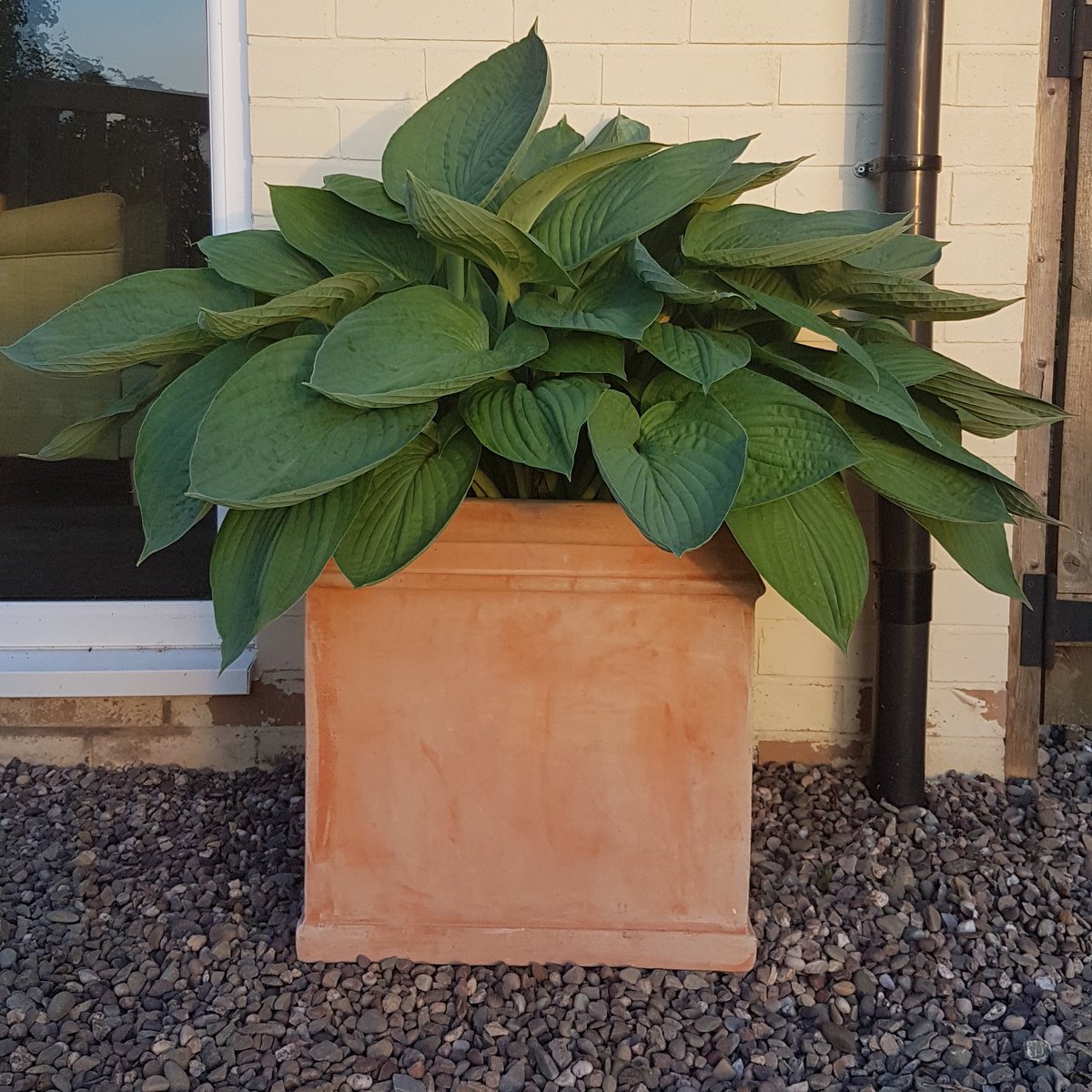 MrsCBennett's tweet image. Hosta love  #elephantear #cultivatingcarrie