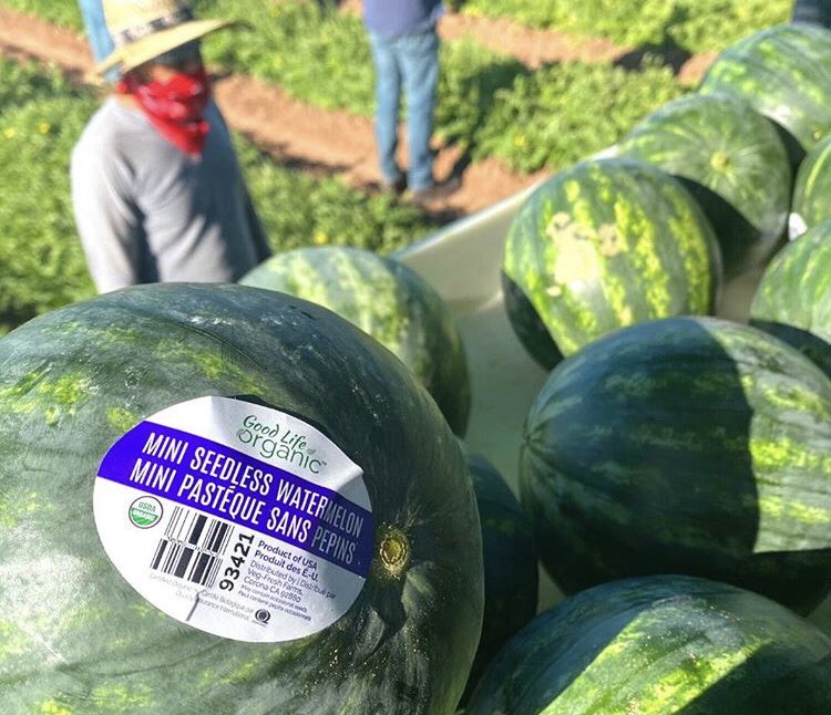 WarrenPackaging's tweet image. Seeing our labels and boxes in the field really makes us feel connected to the process. @goodlifeorganic 
•
•
#connected #process #farm #farmwork #melon #watermelon #fresh #farmfresh #organic