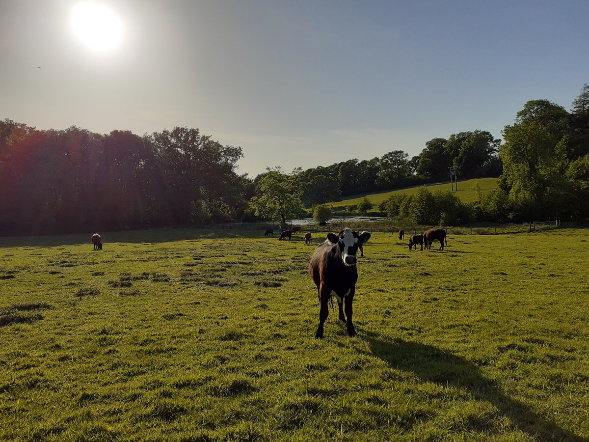 Evening walk 

#Devon #EnjoyingNature #Happiness #NorthTawton