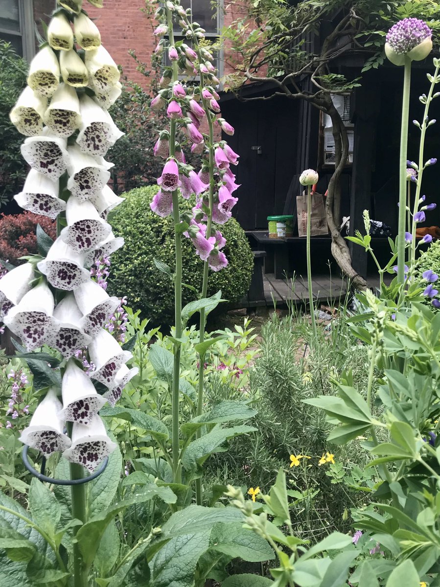 Our foxgloves have started to bloom! Nature is healing 🌱
