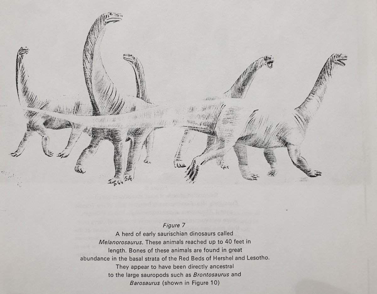 Darren Naish on X: A common criticism from those who know something of the sauropod fossil record (myself included) is that the mokele-mbembe isn't consistent with what we know of sauropods today.