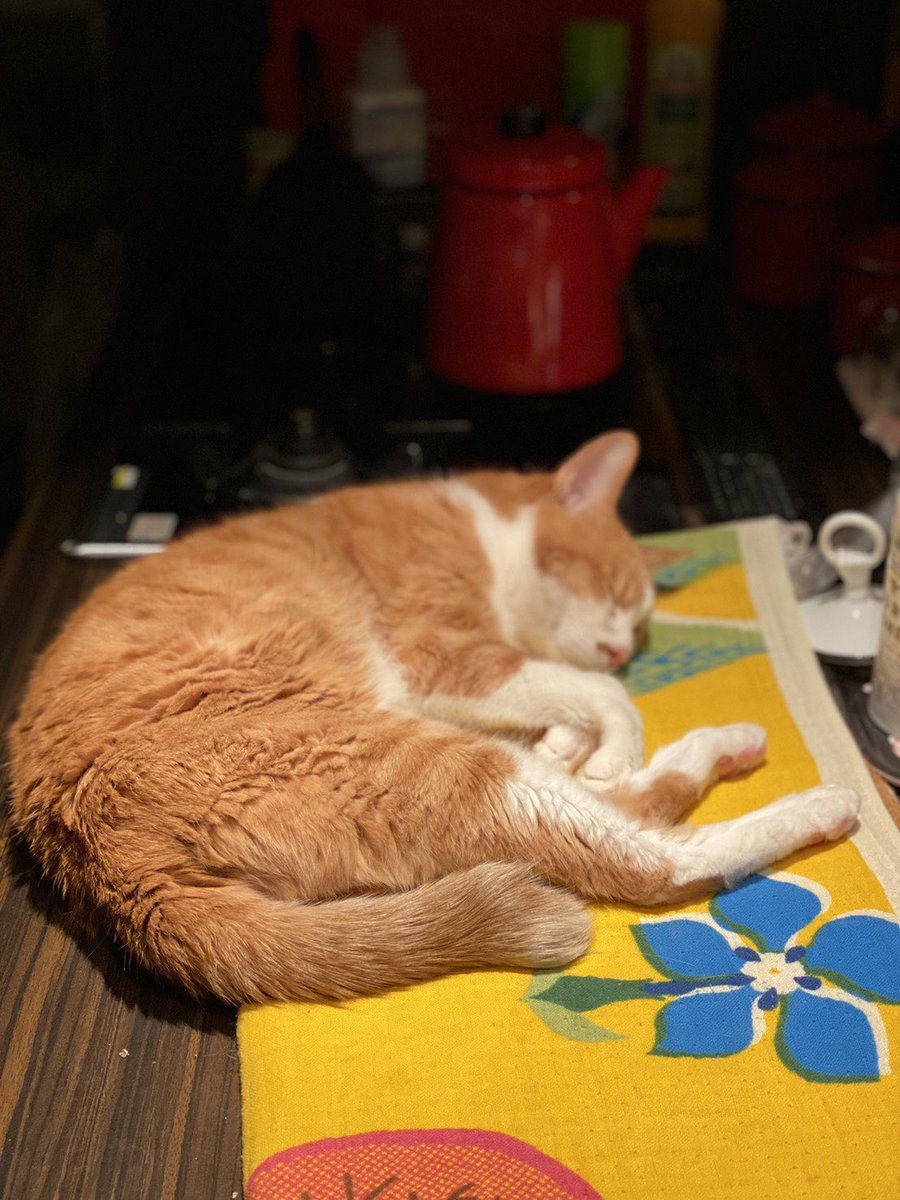 猫キッチンカウンター侵入防止棚の作り方は 100均グッズでのdiyもご紹介 Catハウス
