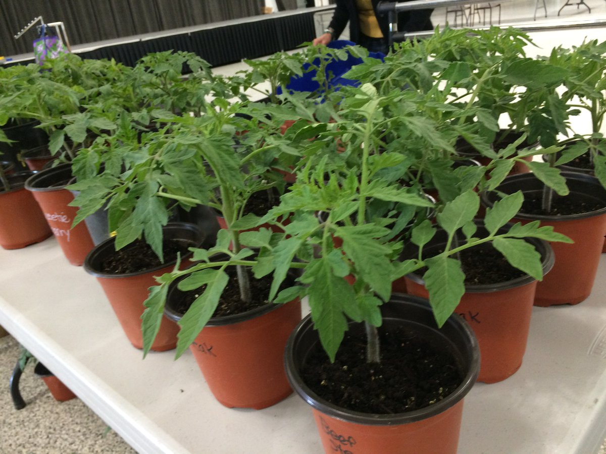 ColdLakeAg's tweet photo. Plants are in at the Cold Lake Farmers' Market! See you #today 3:30-6:30pm &amp; every #Thursday in the Agriplex. #ShopLocal #coldlake🍞🥕🍪🪴🌺😀 https://t.co/bcoQln4xnq