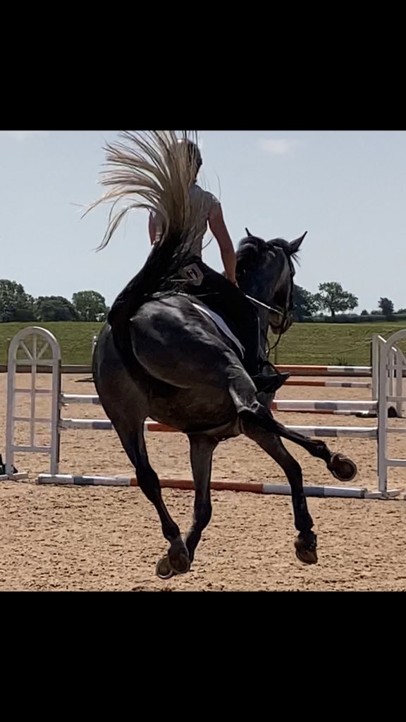 _k8_e_'s tweet photo. Special and sassy in equal measure = my perfect horse 😍🤩 https://t.co/J3QX1V24tZ