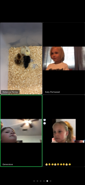 asesftw's tweet photo. First Grade watched their chicks hatch virtually this year! #SoarBlue #TheOneTrueBlue https://t.co/PeSZtvoRH9