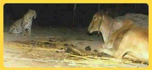 Please take a minute to read this beautiful story. Not EVERYTHING is as it seems...The story goes as follows:"Somewhere in Assam a man bought this cow and kept it with his herd. The dogs used to bark at night and they thought thieves were taking advantage of the lockdown.
