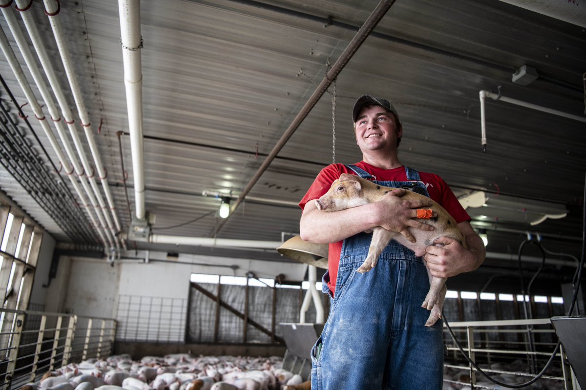 supportfarmers's tweet photo. 🚨 LIVESTOCK FARMERS MUST BE VIGILANT 🚨
Recent activities by Direct Action Everywhere (DXE) have focused on Iowa, and in particular, Iowa’s pork industry. DXE is paying special attention to the state to take advantage of current circumstances involving the depopulation of hogs. https://t.co/pJoMaqINwy