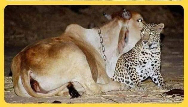 PROTECT ALL WILDLIFE on Twitter: &quot;They installed CCTV and what they saw stunned them. The person from whom they bought the cow told them that this leopard&#39;s mother was killed when he