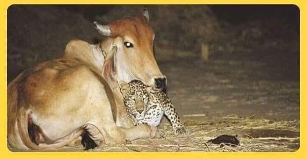 They brought the cub to this cow and she gave it her milk. When the cub grew, they left him in the jungle but he did not forget his saviour and pays a visit, every night, to his mother who saved his life."RT if this story filled your heart with joy, it did with me.