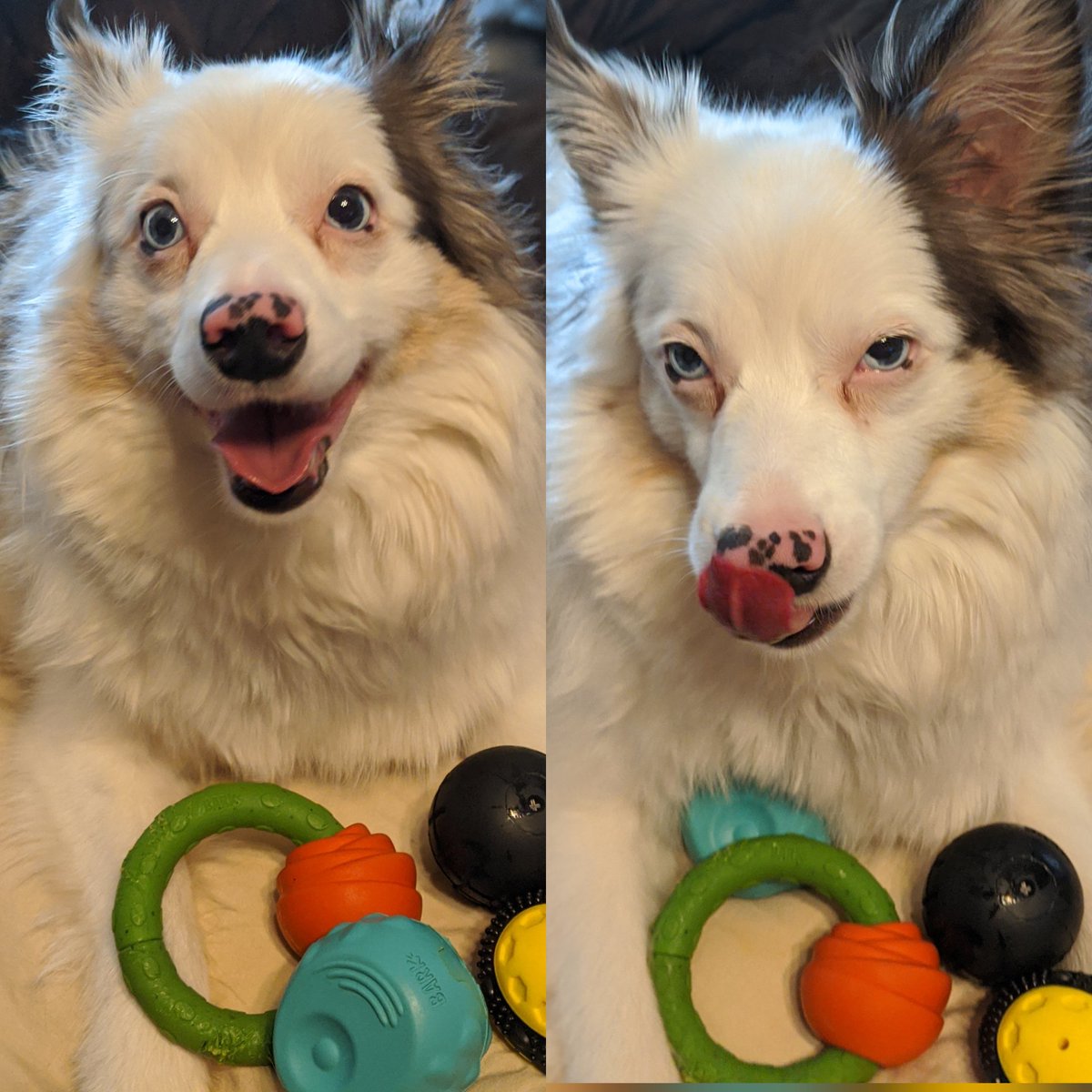 BoatmanCaiti's tweet photo. @barkbox Atticus got his first #superchewer box today. As you can see, he has very strong feelings about his new toys. Which do you prefer? https://t.co/jiJugORJsE
