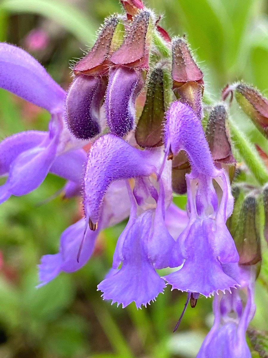 紫花