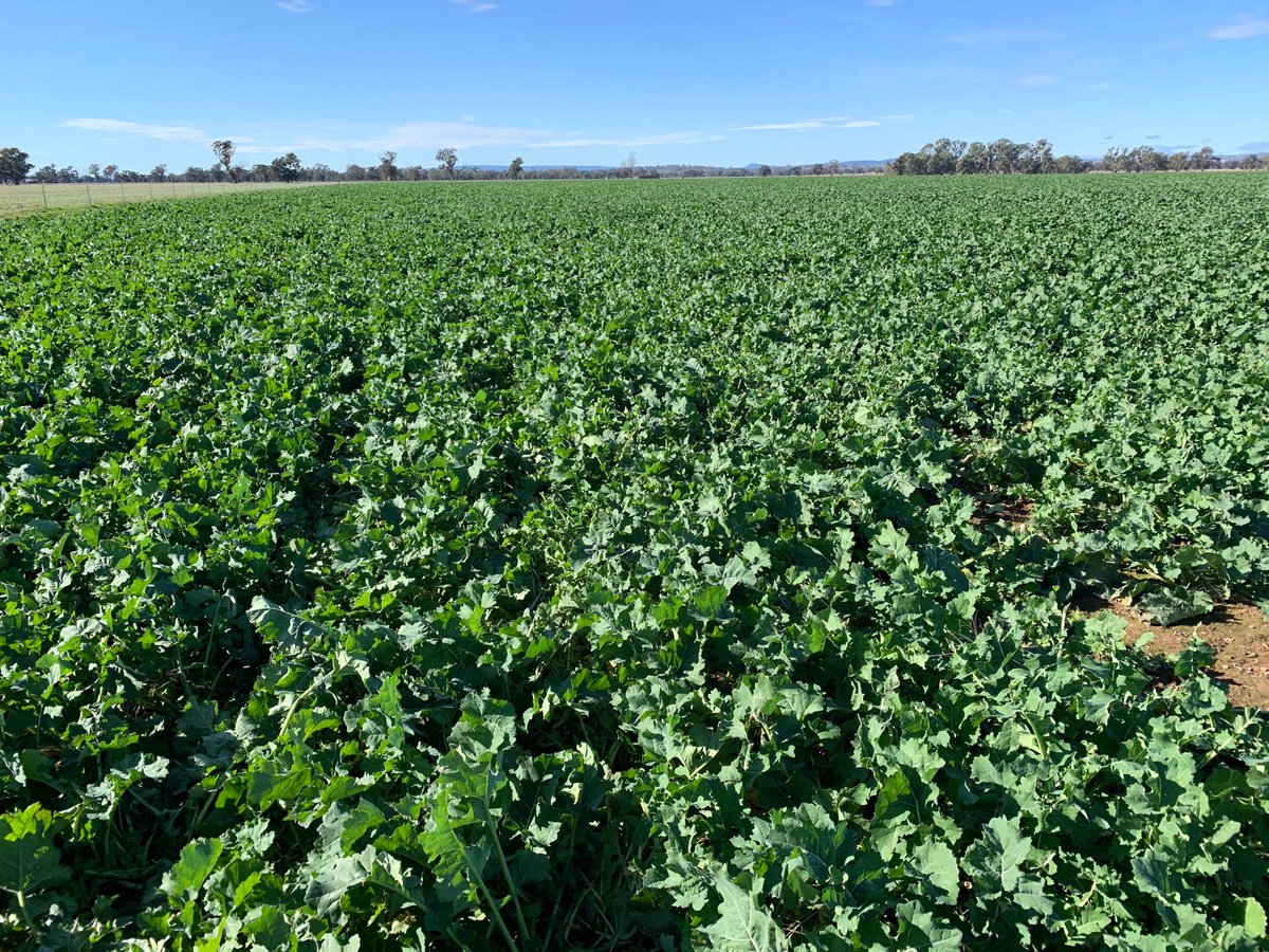 david_eksteen's tweet photo. @AgroJAK This year there is plenty of feed with grazing canola bulking up fast. If you do not have enough sheep to keep mowed down, can you just shut paddock and let it go to a grain yield? Can it be too bulky? This is what it looks like now. I have suggested to just leave? https://t.co/x6Zud4jg1J