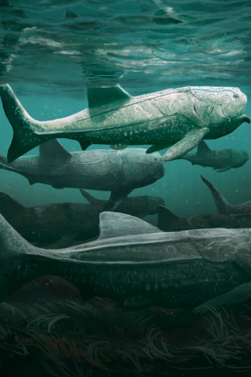 Think_Extinct's tweet image. New post: Titanichthys: the earliest known suspension feeder. Article adapted from the incredible paper by @SamCoatham thinkextinct.co.uk/2020/05/titani…