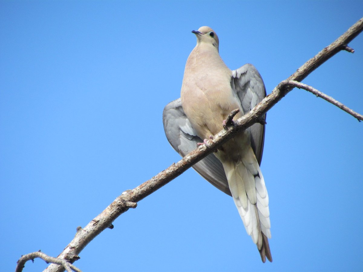 jennygalon's tweet photo. Enjoying our bird photography! 😊🐦🦢🦆🦤 #lovelybirds #birdphotography #nature #alwaysblessed #GodisGood #gettingoodatthis #funhobby https://t.co/4p6hSSLrxY