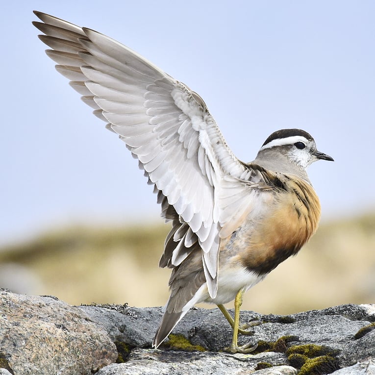 TerjeLislevand's tweet photo. Enjoyable meetings with dotterels the last couple of days. Will they breed at all this year, with all that snow still left in Norwegian mountains? https://t.co/93jIHDRREp
